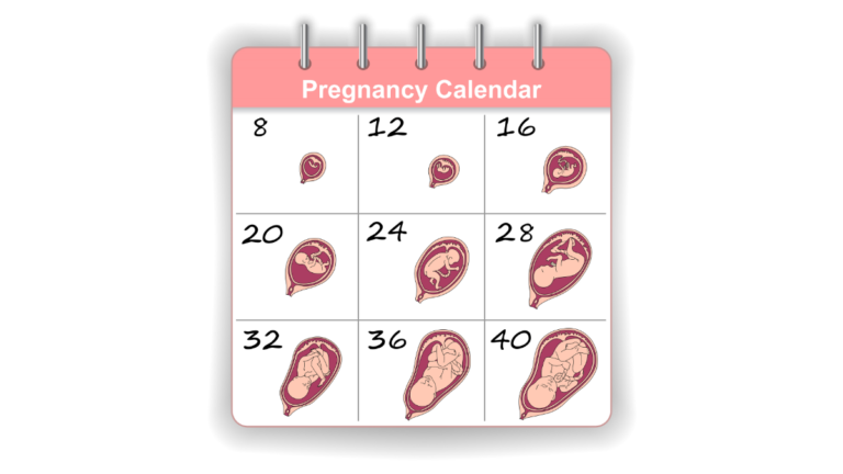 Gebelik haftası bebek gelişimi takvimi