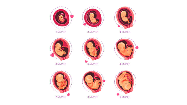 Hamilelik hesaplama gebelik haftası takvimi