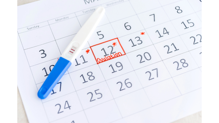 Yumurtlama günü ovülasyon fertil dönem